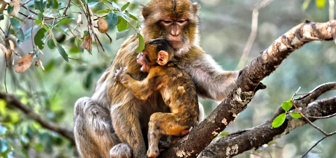 barbary macaque mother and baby 1170x550 1